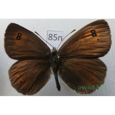 Erebia ottomana Herrich-Schäffer, 1847 Greece85n